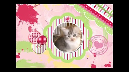 Sweet Kittens ^^