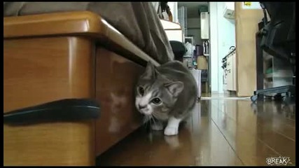 *смях* The Return Of Ninja Cat (завръщането на нинджaтa котка) 