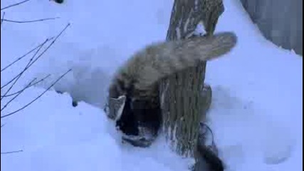 Червена панда си играе в снега 