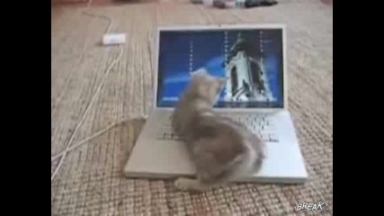 ! Смях Коте срещу лаптоп 
