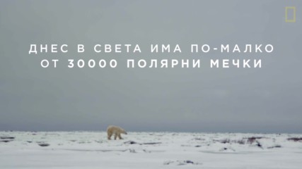 Животът на полярната мечка