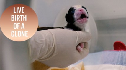 Watch the moment a cloned puppy is born