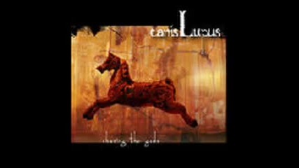 Canis Lupus - Symmetry