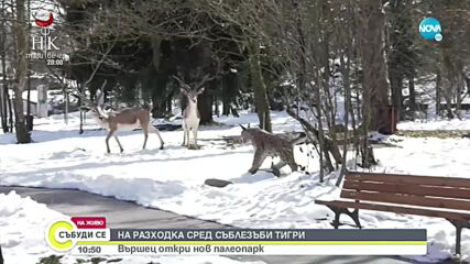 Видео - (2022-03-13 11:28:47)
