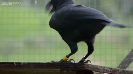 Най - умната врана в света ! Решава сложен логически пъзел за секунди !