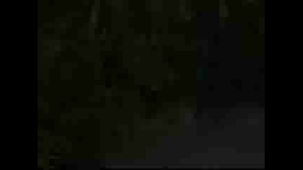 Untamed & Uncut - Tiger Up a Tree 