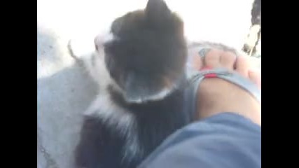 малко коте