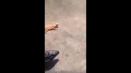 Гущер - спринтьор