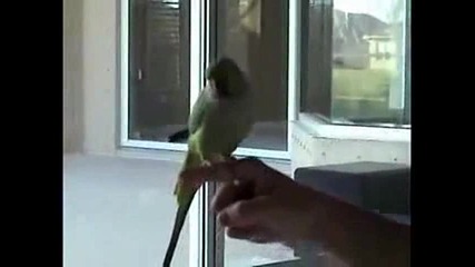 Този папагал ще ви изуми!