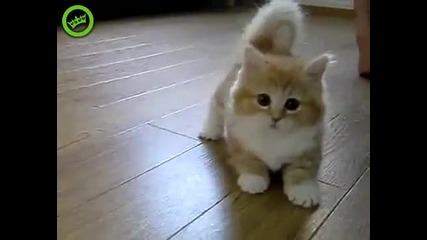 Най-сладкото коте