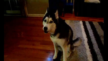 Mishka says 12 words - Dog Talking