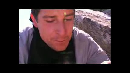 Born Survivor - Bee Sting 