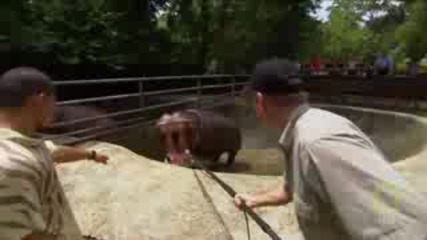 National Geographic Hd: Dangerous Encounters Hippo Stakeout 