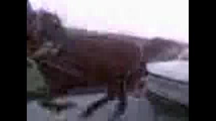 Кон Тегли Трабант
