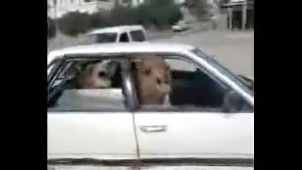 2 камили в кола - Death Metal ! 
