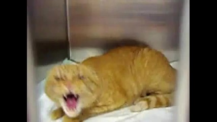 Satan Cat 