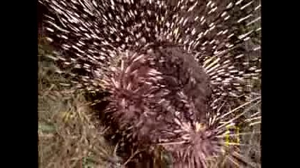 Porcupine Vs. Lion