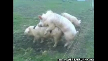 Голям Смях прасе се докосва до жица по която тече ток