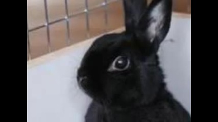 Dramatic Rabbit