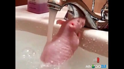 Розов сладур се къпе ! :)