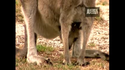 Ultimate Animal Moms - Kangaroos