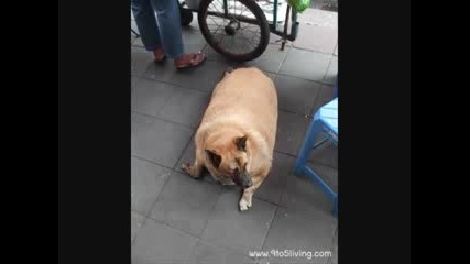 Най дебелите котки и кучета на света (fun)