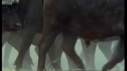 Wild lions swim in a hunt for Buffalo - Wild Africa - Bbc 