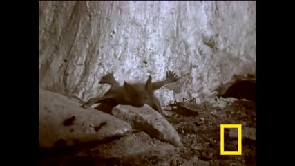 Assassin Bug vs. Bat