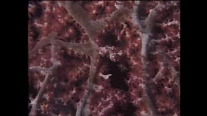 Pygmy Seahorses - - National Geographic.flv