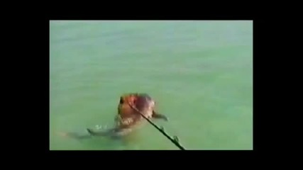 Куче напада акула 