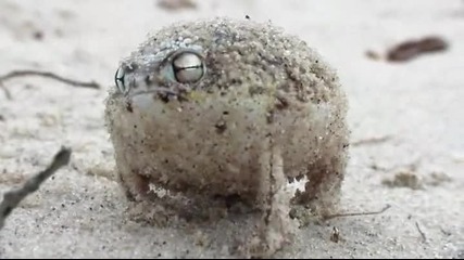 Една очарователна жаба
