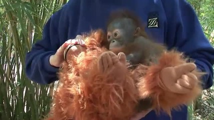 бебе орангутан 