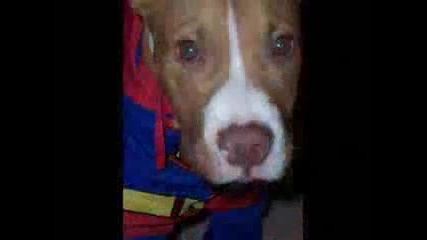 Pitbull Puppy Dog 