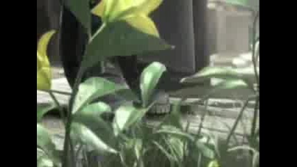 Final Fantasy Amv