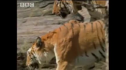 Тигрите в индия Bbc Wildlife Hd Високо качество