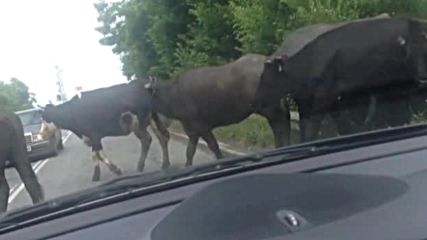 Пътна обстановка в България...