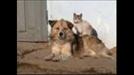 Cute Cats And Dogs