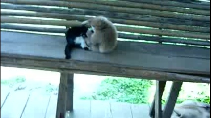 Маймуна и котка се борят