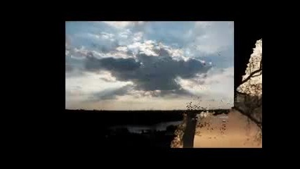 Tree63 - Walking Home With You