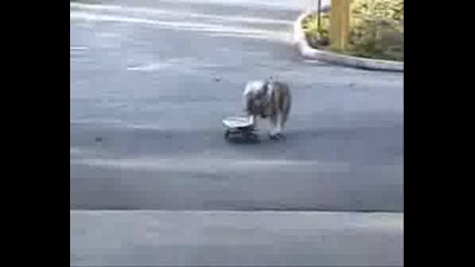 Много Смешни Животинки