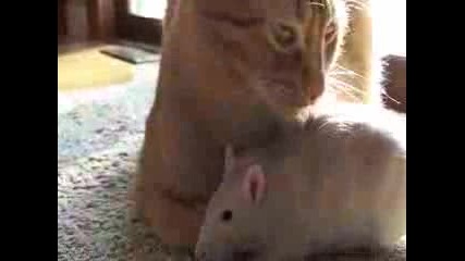 Rat Loves Cat плъх влюбен в котка