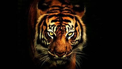 Survivor - Eye Of The Tiger 