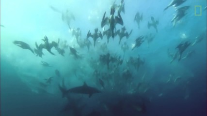 Гладни хищни птици, акули и китове атакуват риба в океана