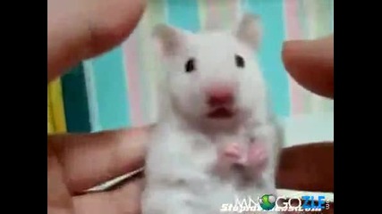 Dramatichno mishle 