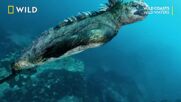 Морските игуани | Диви брегове | NG Wild Bulgaria