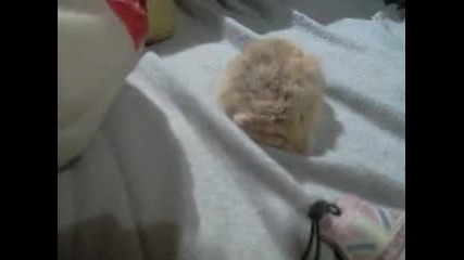 Mini hamsterche