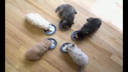 Сладки котета с майка си
