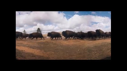 Стадо разярени бизони