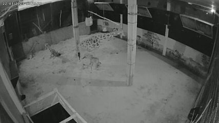 Бебе жирафче се роди в белгийски зоопарк (ВИДЕО)