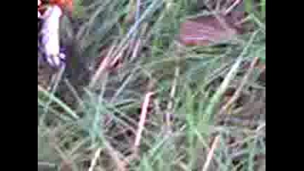 Cicadakiller